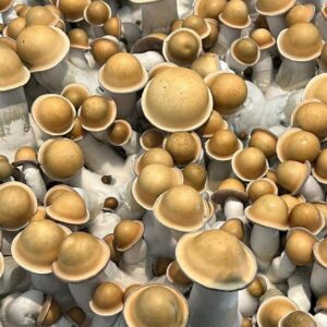 Buy Penis Envy Mushrooms Online Tirana, Buy DMT Online in Oslo, Mushroom Edibles Near Me Madrid, Where to buy 1P-LSD in London, Buy 1P-LSD Online Perth