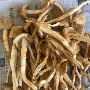 Buy Albino A+ Magic Mushrooms in Europe
