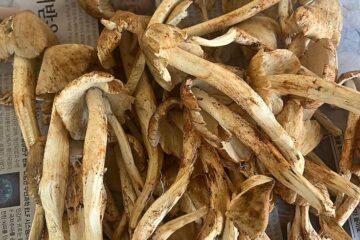 Buy Albino A+ Magic Mushrooms in Europe