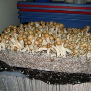 Mushroom Grow Kit Near Me Europe, Buy LSD Sheets in Adelaide, How to get Mushroom Grow Kit online Spain, Buy 5-MEO-DMT Vape Pen in Zurich