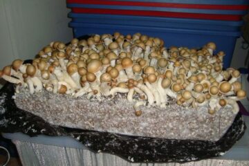 Mushroom Grow Kit Near Me Europe, Buy LSD Sheets in Adelaide, How to get Mushroom Grow Kit online Spain, Buy 5-MEO-DMT Vape Pen in Zurich