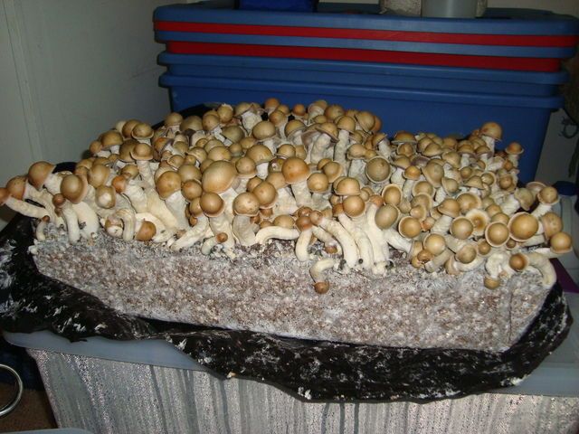 Mushroom Grow Kit Near Me Europe, Buy LSD Sheets in Adelaide, How to get Mushroom Grow Kit online Spain, Buy 5-MEO-DMT Vape Pen in Zurich