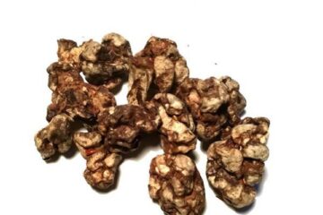 Is Microdosing Legal in the Netherlands?